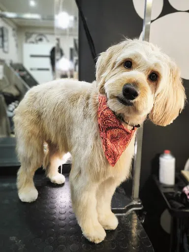 Dog and Roll - Salon Groomerski